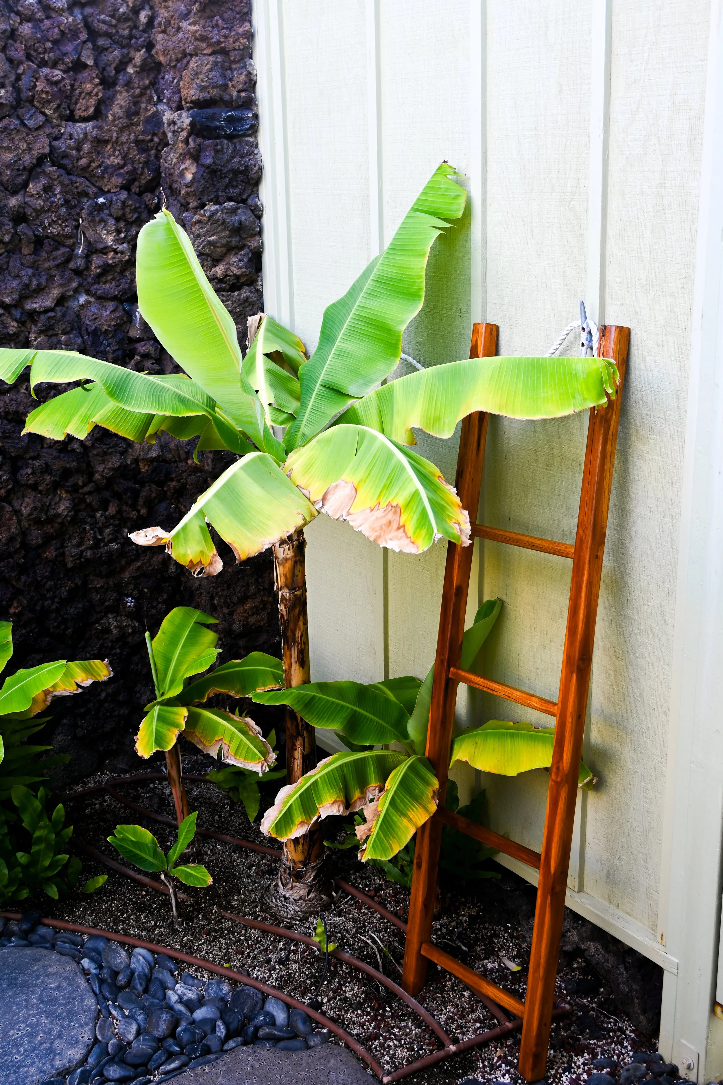 Banana plant beside a wooden ladder against the lava rock wall