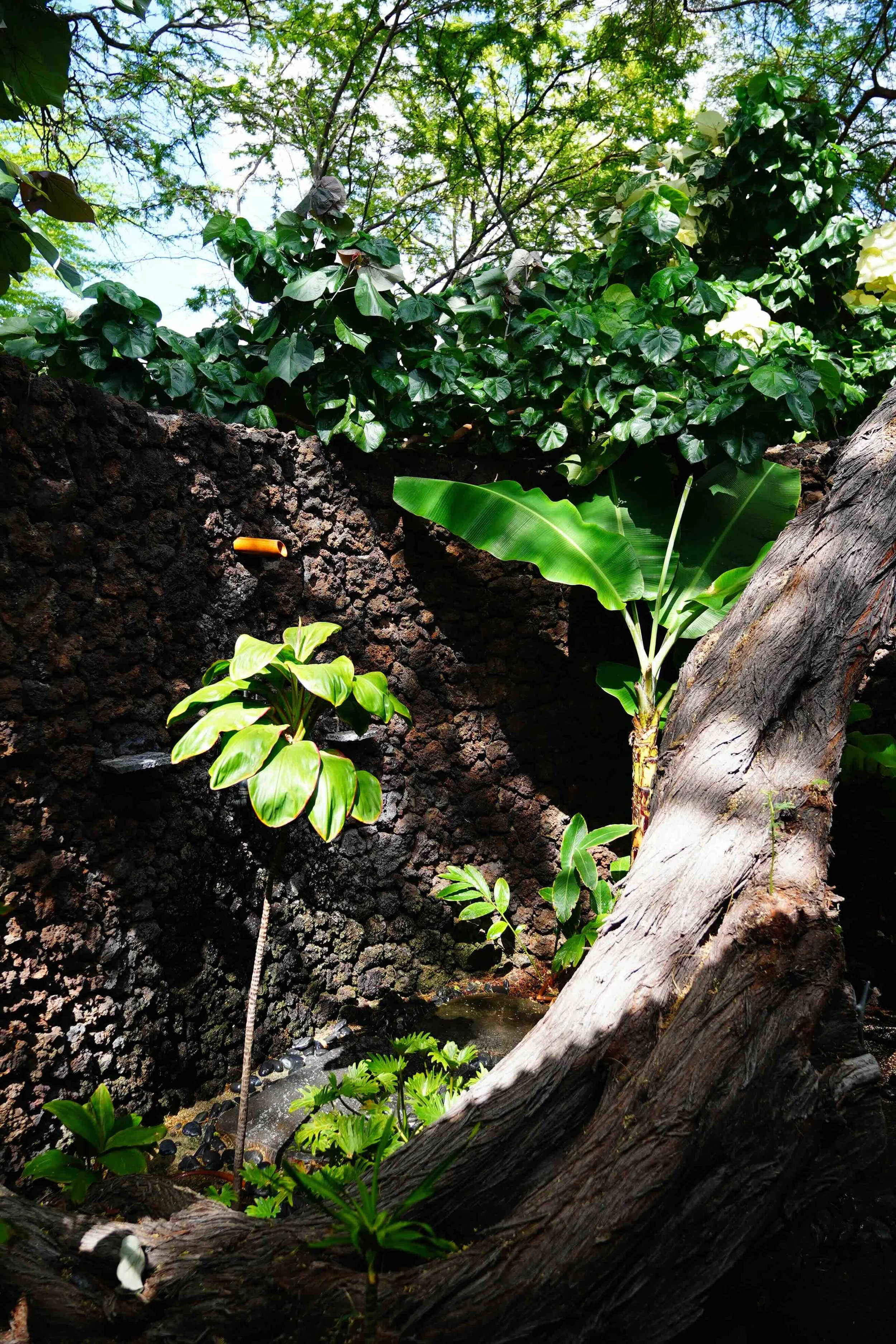 Shade tree in the Hale Wa'a outdoor shower garden